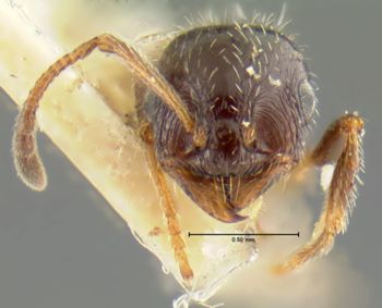 Media type: image;   Entomology 23660 Aspect: head frontal view